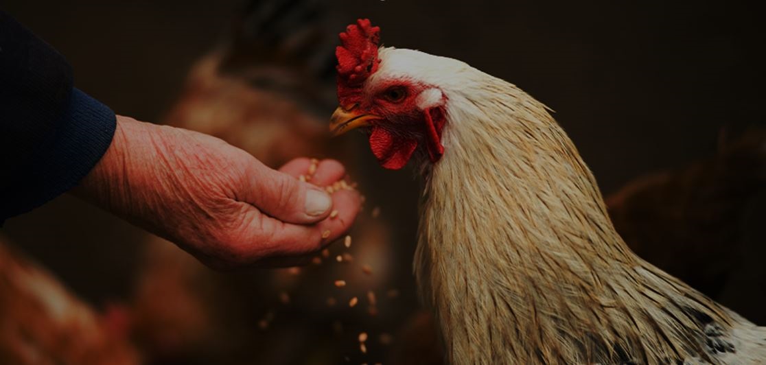 Simpósio Brasil Sul de Avicultura