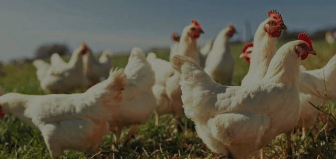 Simpósio Brasil Sul de Suinocultura